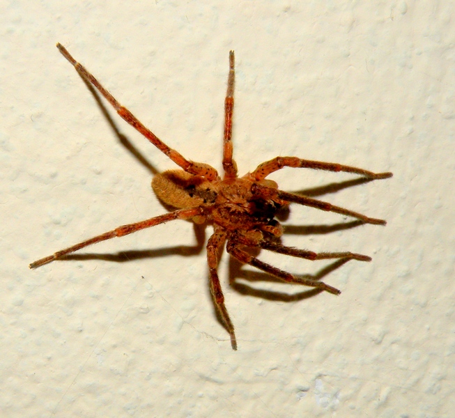 Zoropsis sp.